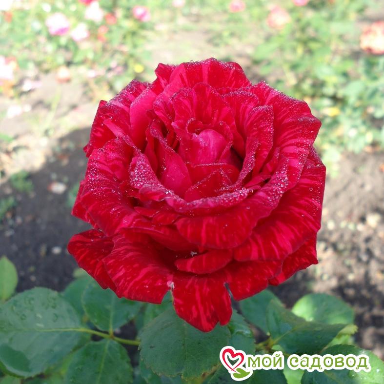 Роза чайно-гибридная Брызги Шампанского