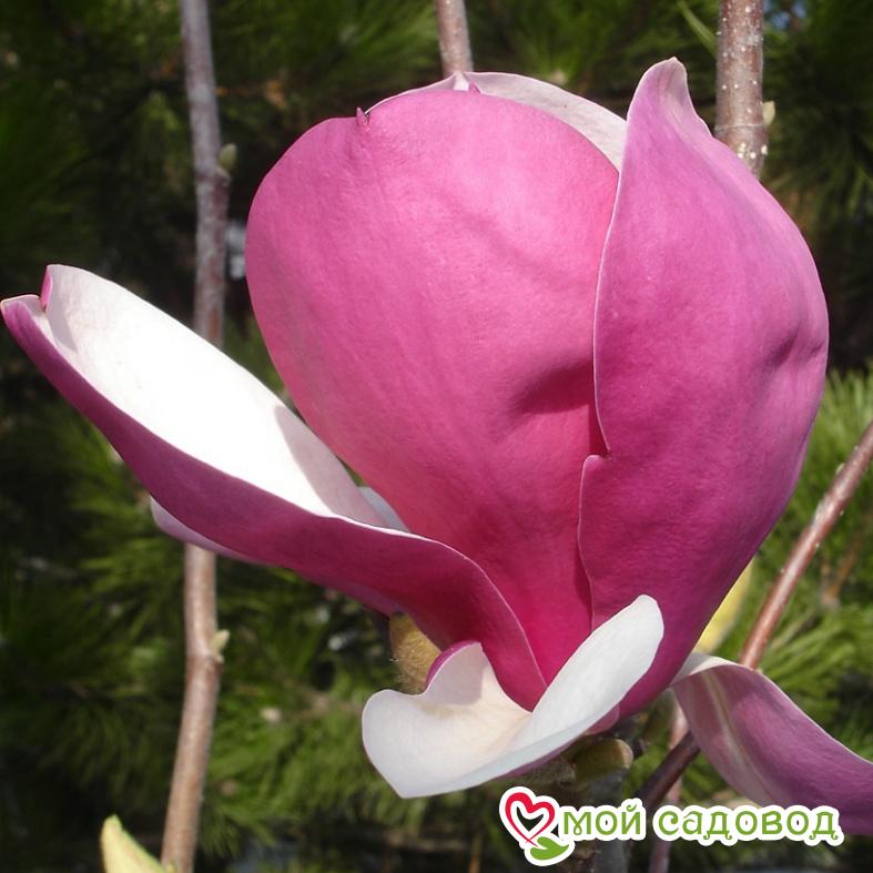 Магнолия суланжа Рустика Рубра