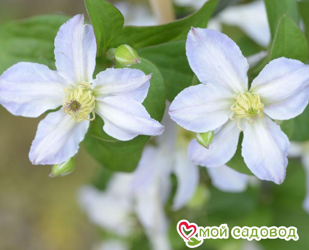 КЛЕМАТИС БЕЙБИ ДОЛЛ ЗКС