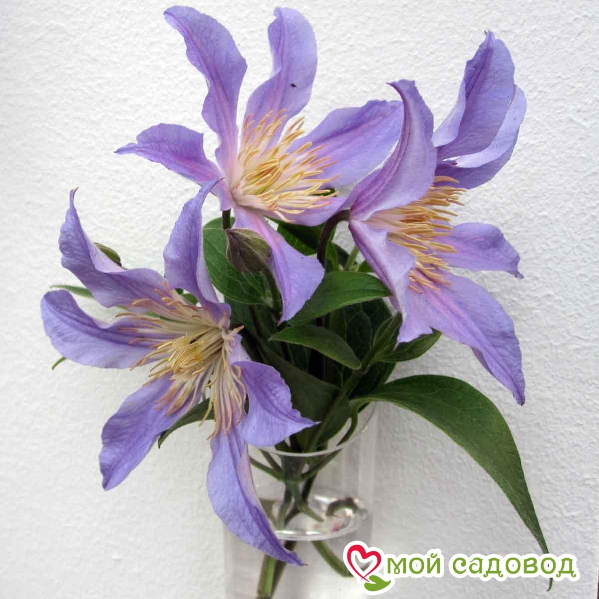 Клематис Блю Ривер ЗКС