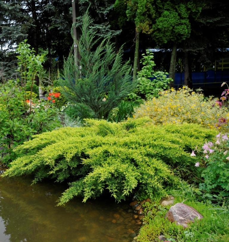 Можжевельник Голд стар