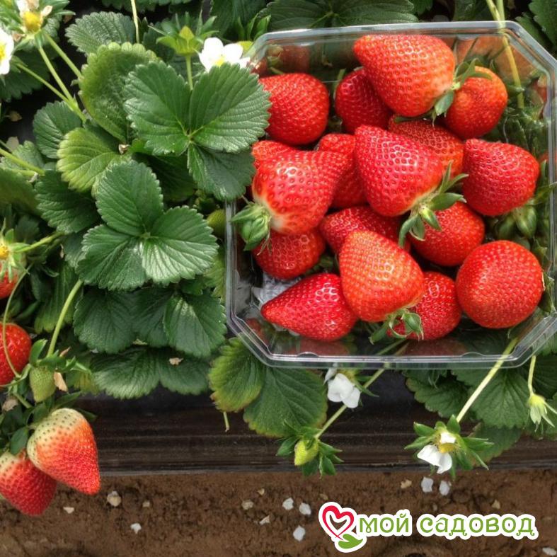 Клубника Сан-Андреас