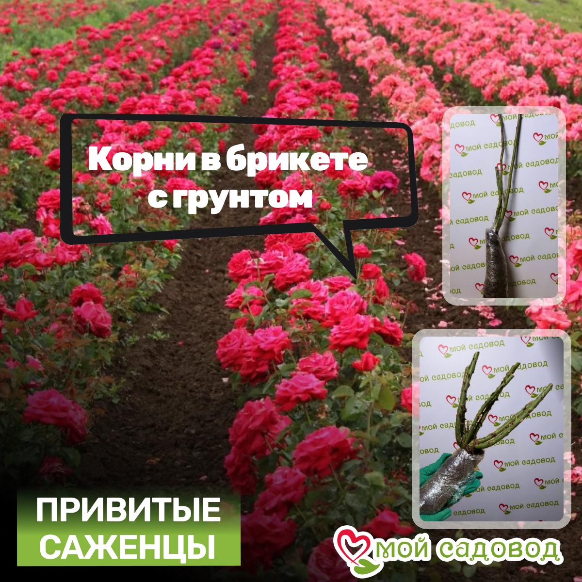 Роза Билона