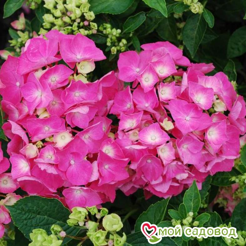 Гортензия крупнолистная Пиа (ЗКС)