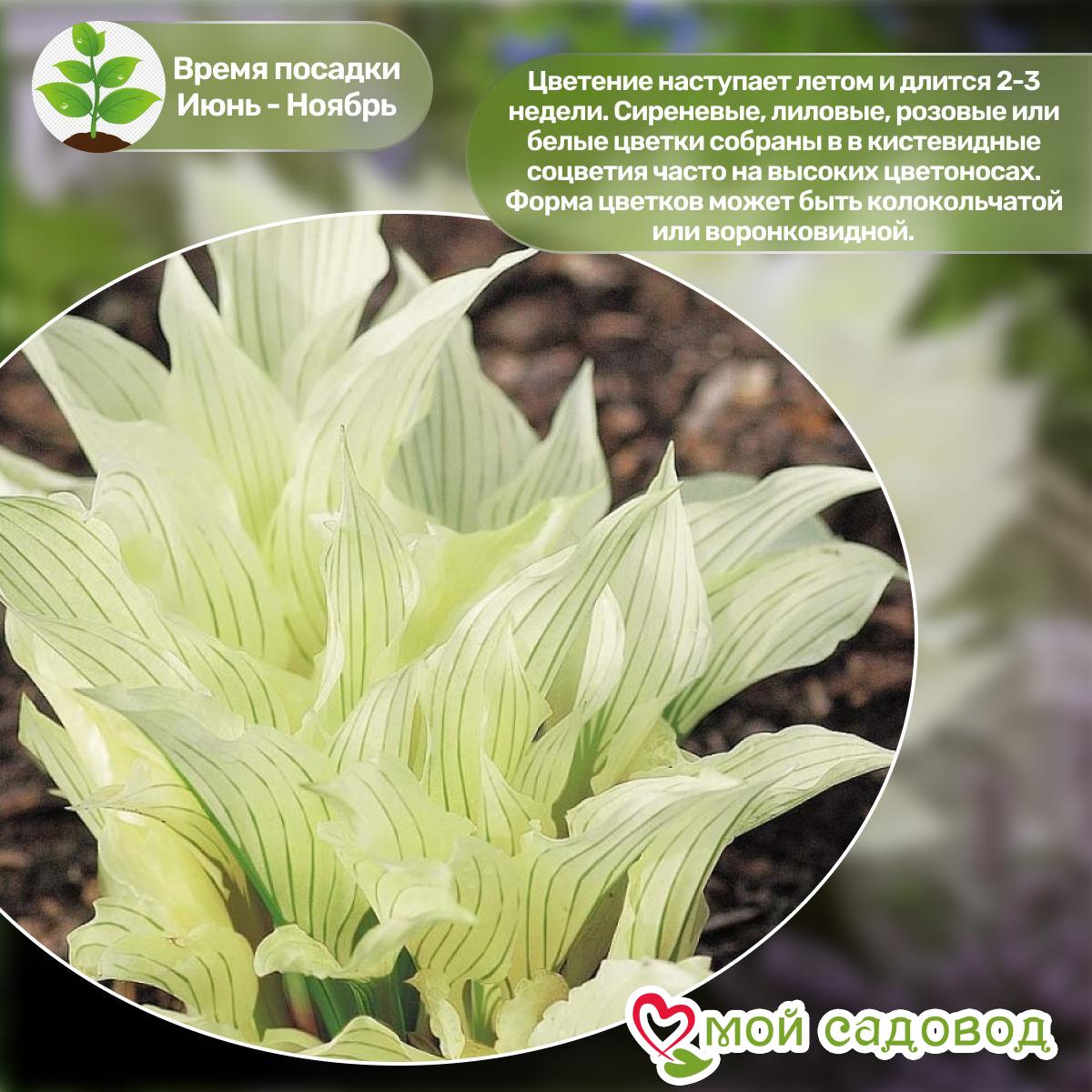 Хоста Белое Перо