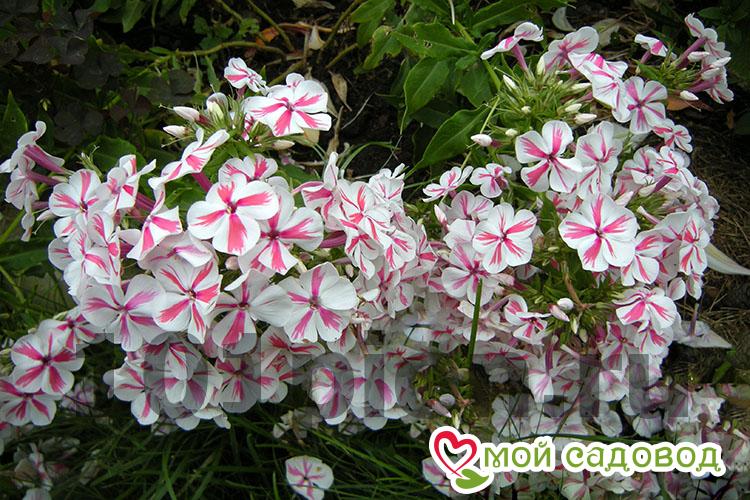 Флокс метельчатый Твистер