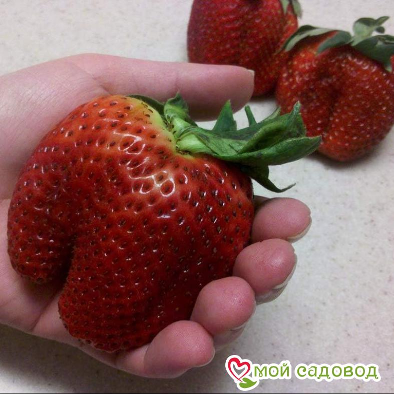 КЛУБНИКА Гигантский Деликатес