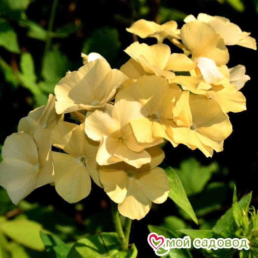 Флокс Чудо Жёлтый