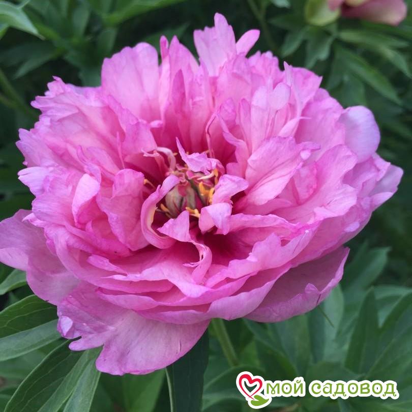 Пион ито-гибрид Ферст Арривал